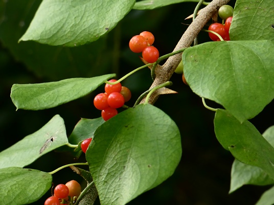 {Cocculus carolinus}